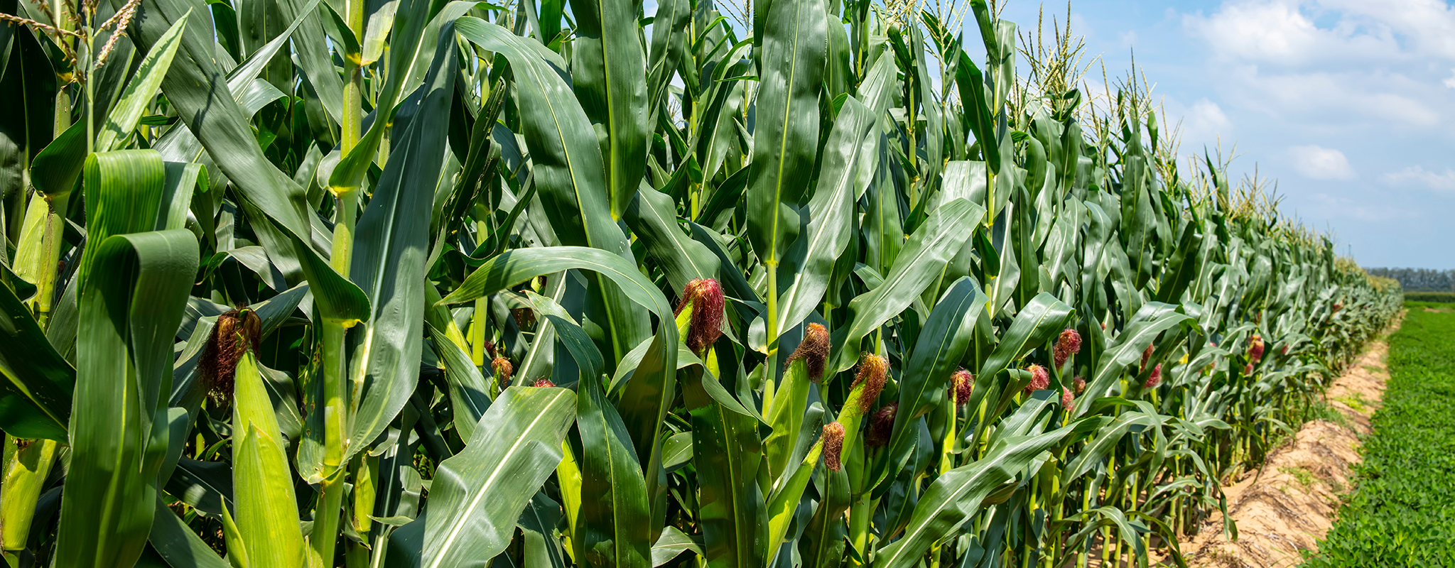 a row of corn.