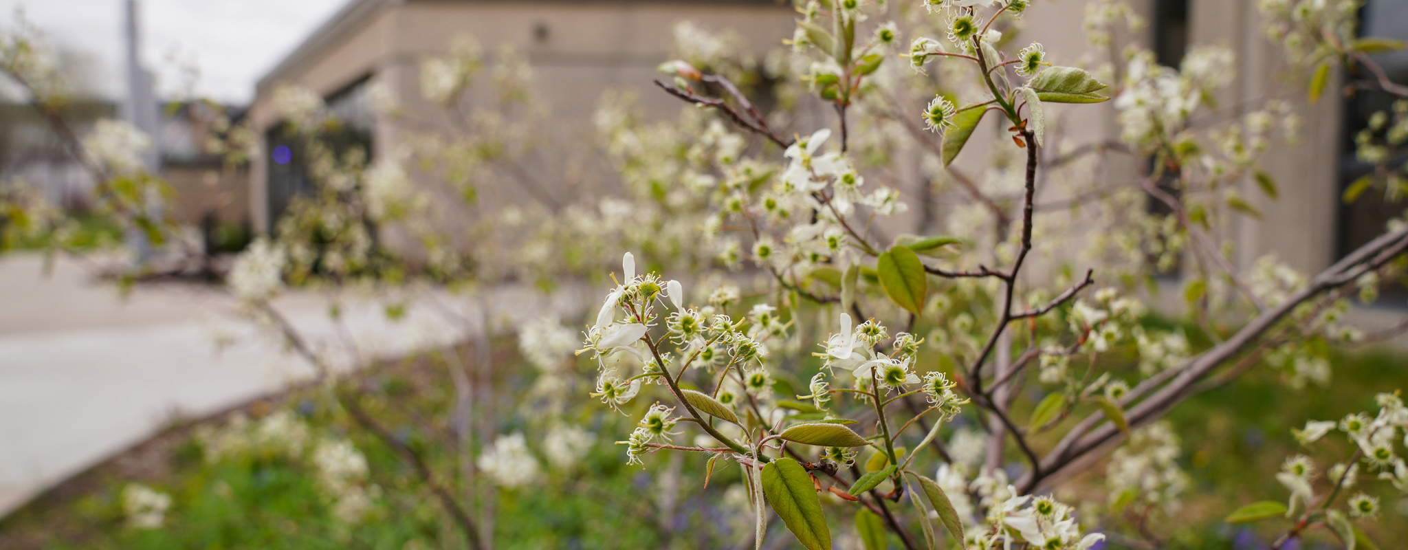 bush with white flowers on it.