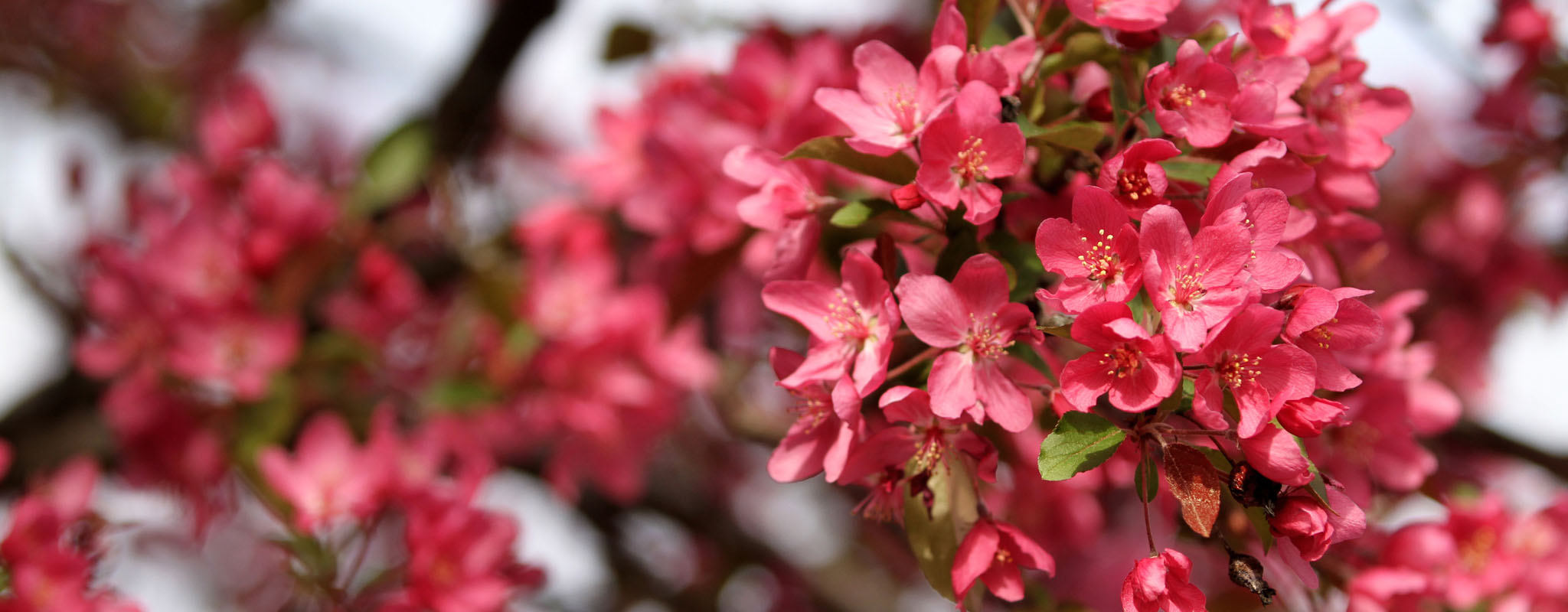 pink flower on a tree.