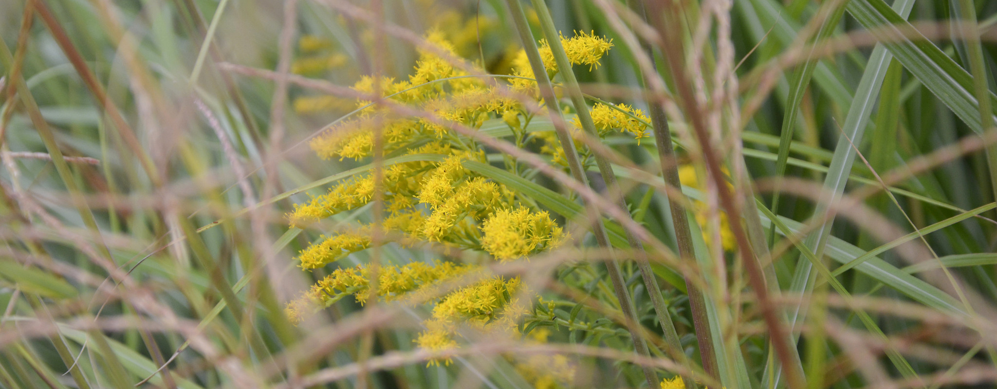 plant with yellow flowers.