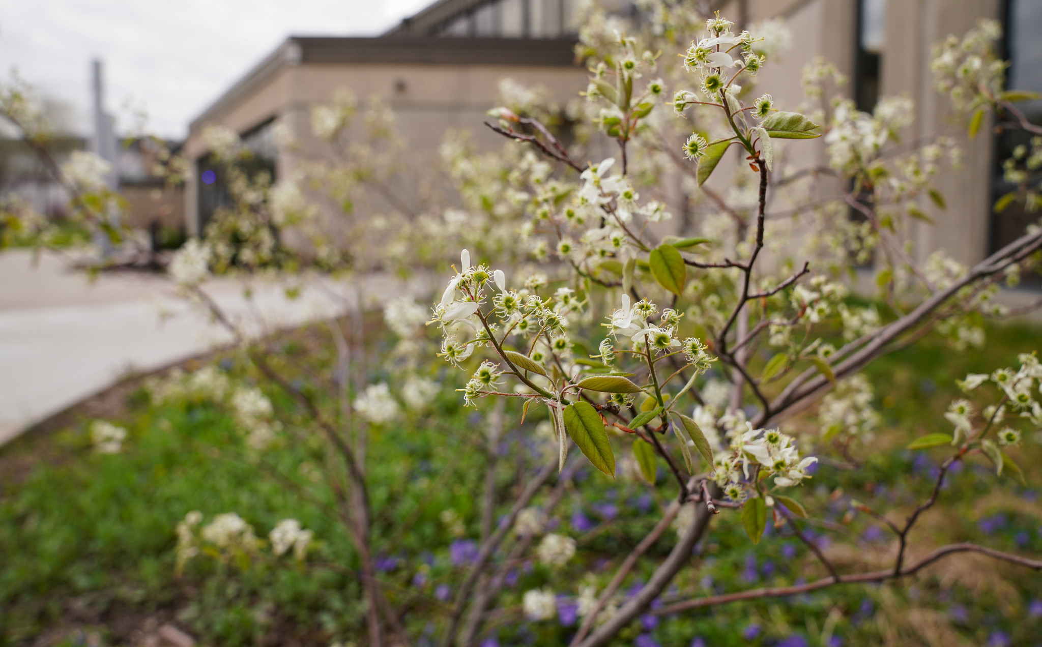 Flowers blooming outside building C at Sandburg